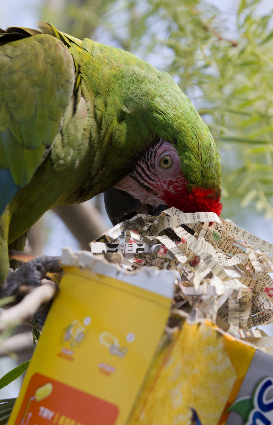 Animal enrichment